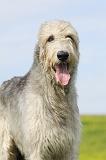 IRISH WOLFHOUND 195